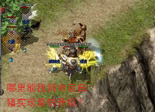 哪里能找到命运白猪实现最快升级? 哪里能找到命运白猪实现最快升级?